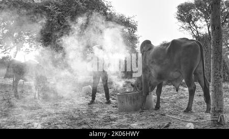 Der indische Bauer verbrennt Neembaumblätter, um seine Kühe vor der klumpigen oder lampi-Krankheit zu retten. Vorsorge für klumpige Krankheit. Stockfoto