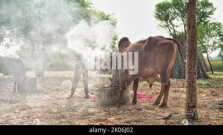 Vorsorge für das lampi-Virus, verbrennt der indische Bauer trockene Blätter mit Kampfer, um sein Tier vor klumpiger oder lampi-Hauterkrankung zu retten. Stockfoto