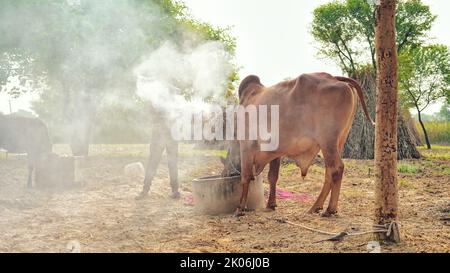 Der indische Bauer verbrennt Neembaumblätter, um seine Kühe vor der klumpigen oder lampi-Krankheit zu retten. Vorsorge für klumpige Krankheit. Stockfoto