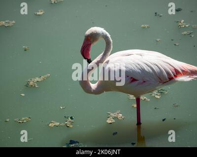 Rosa Flamingo im Profil ruht in einem schmutzigen Wasserteich Stockfoto
