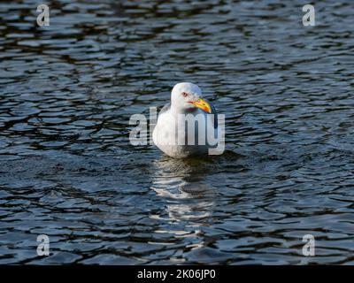 möwe schwimmt auf der Wasseroberfläche Stockfoto