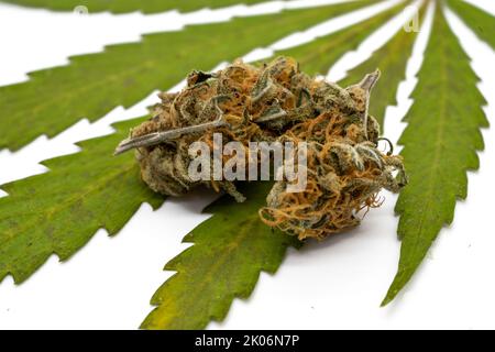 Cannabisblatt mit getrockneter Blüte Stockfoto