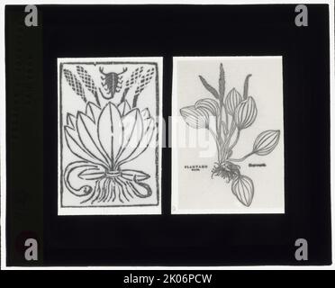 Reproduktion des Drucks, der die Plantago-Pflanze zeigt, zwischen 1915 und 1925. Foto eines (linken) Holzschnitts, aus "Gart der Gesundheit", 1485; (rechts) Holzschnitt, von Leonard Fuchs, "De historia Steigpium", Basel, Den 1542. Stockfoto