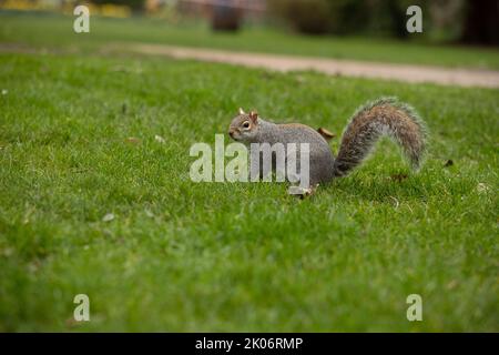 Nahaufnahmen von einem Grauhörnchen, das in einem Park auf dem Boden gefressen und Erdnüsse gegessen hat Stockfoto