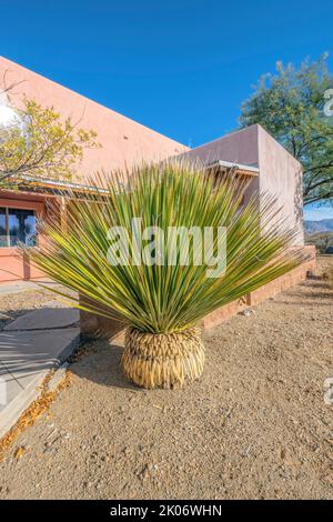 Pflanzen Sie an einem sonnigen Tag vor Ihrem Zuhause in Tucson Arizona mit langen, dünnen Blättern. Wunderschöne Landschaft im Freien mit üppigem Laub, Häusern und vlbrant klaren b Stockfoto