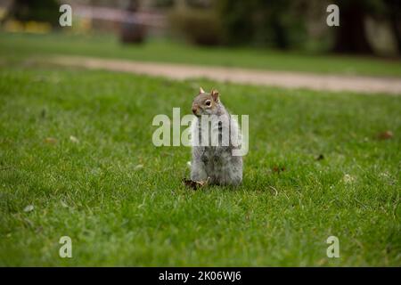 Nahaufnahmen von einem Grauhörnchen, das in einem Park auf dem Boden gefressen und Erdnüsse gegessen hat Stockfoto