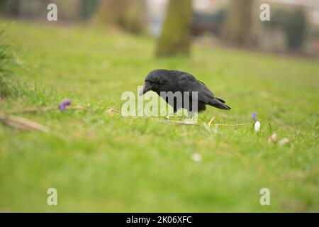 Aas Krähe auf dem Gras auf der Suche nach Nahrung, Corvid Familie Stockfoto