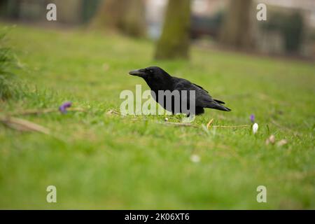 Aas Krähe auf dem Gras auf der Suche nach Nahrung, Corvid Familie Stockfoto