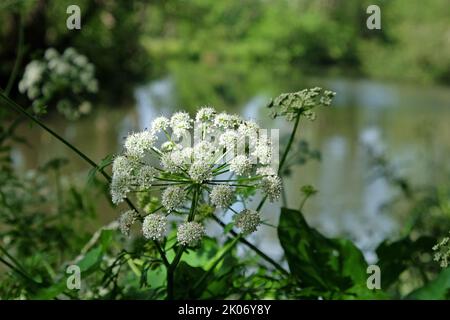 Wild Angelica in Blüte am Fluss Wey in Surrey. Stockfoto