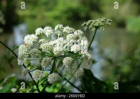 Wild Angelica in Blüte am Fluss Wey in Surrey. Stockfoto