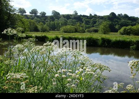 Wild Angelica in Blüte am Fluss Wey in Surrey. Stockfoto