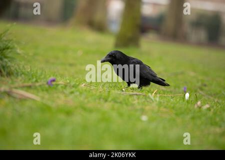 Aas Krähe auf dem Gras auf der Suche nach Nahrung, Corvid Familie Stockfoto