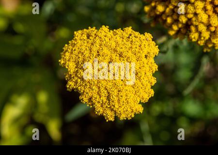 Schafgarbe (Achillea), Niedersachsen, Deutschland Stockfoto