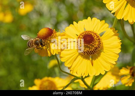 Bienen sammeln Nektar auf Herbstniesen (Helenium autumnale) Blume, Niedersachsen, Deutschland Stockfoto