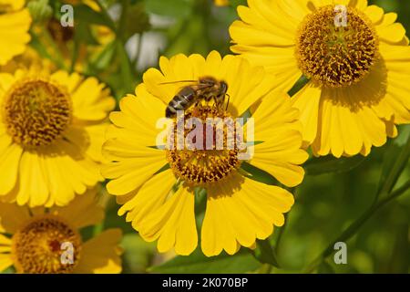 Bienen sammeln Nektar auf Herbstniesen (Helenium autumnale) Blume, Niedersachsen, Deutschland Stockfoto