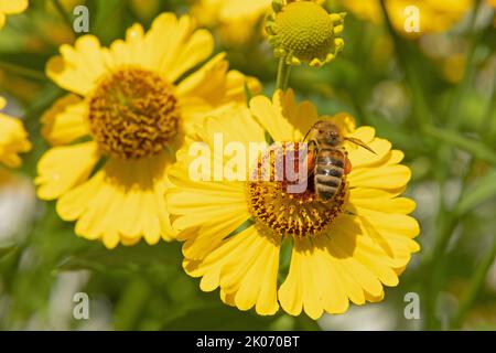 Bienen sammeln Nektar auf Herbstniesen (Helenium autumnale) Blüte, Pollen, Niedersachsen, Deutschland Stockfoto