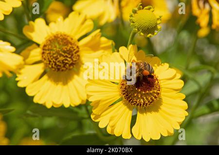 Bienen sammeln Nektar auf Herbstniesen (Helenium autumnale) Blüte, Pollen, Niedersachsen, Deutschland Stockfoto