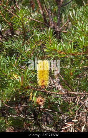 Lake St. Clair Australien, gelber Kegel einer silbernen Banksia bei Sonnenschein Stockfoto