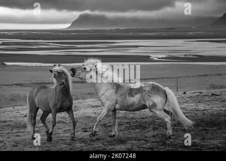 Islandpferde auf der Brekka í Lóni Farm, Stafafell, mit der Klifatindur-Bergkette im Hintergrund, bei Hofn, Island Stockfoto