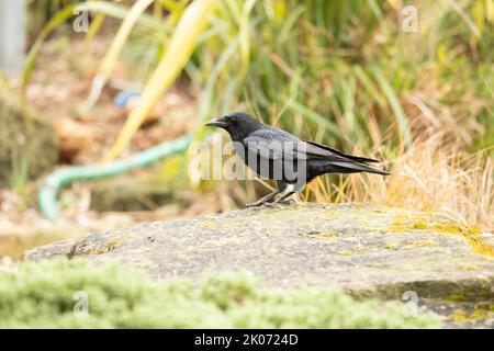 Aaskrähe auf einem Felsen, Corvid Stockfoto