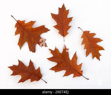 Helle bunte schöne Herbstblätter isoliert auf weißem Hintergrund Stockfoto