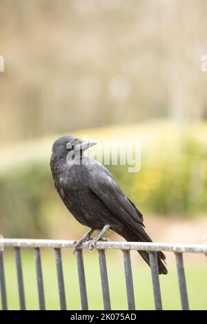 Schwarze Aaskrähe, Corvid, sitzt auf Metallzäunen vor einem weichen Hintergrund in West Sussex in Großbritannien Stockfoto