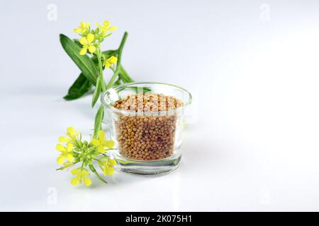 Senfkörner und Blume auf weißem Hintergrund. Nützlich beim Kochen und bei der äußeren Körperpflege. Senfkörner und Senfpflanzen mit Schoten und Blumen Stockfoto