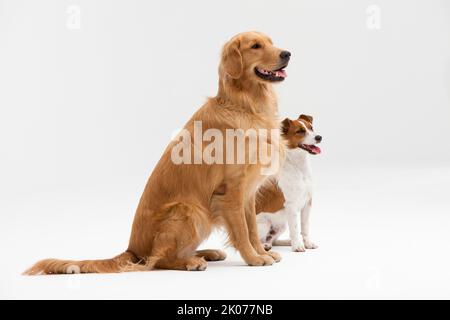 Zwei Hunde im Studio mit weißem Hintergrund fotografiert Stockfoto