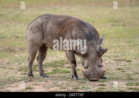 Warzenschwein (Phacochoerus africanus), Männchen, Wildschwein, vom Schwanz gebissen, Süd-Luangwa, Sambia Stockfoto