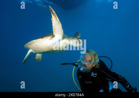 Tauche mit Blick auf angesehen Nahaufnahme grüne Schildkröte (Chelonia mydas), grüne Schildkröte, Atlantischer Ozean, Ostatlantischer Ozean, Macaronesische Inseln, Kanarienvögel Stockfoto