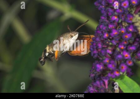 Hummingbird Hawk-Motte (Macroglossum stellatarum) nähert sich Schmetterlingsbusch (Buddleja), Baden-Württemberg, Deutschland Stockfoto