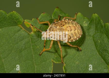 Baumkäfer, Waldwächter (Arma custos) in der fünften Larvenstufe auf einem Blatt, Baden-Württemberg, Deutschland Stockfoto