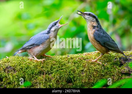 Eurasischer Nackttier (Sitta europaea), Erwachsene Vogelfütterung flüggerter Jungvögel, Deutschland Stockfoto