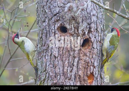 Europäischer Grünspecht (Picus viridis), männlich links, weiblich rechts, Bayern Stockfoto