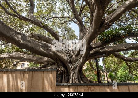 Ein riesiger Moreton Bay Feigenbaum (Ficus macrophylla) in einem Schulgarten in Catania, Sizilien, über 12m im Umfang und 25m hoch Stockfoto