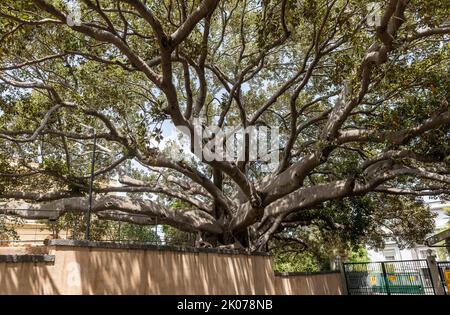 Ein riesiger Moreton Bay Feigenbaum (Ficus macrophylla) in einem Schulgarten in Catania, Sizilien, über 12m im Umfang und 25m hoch Stockfoto