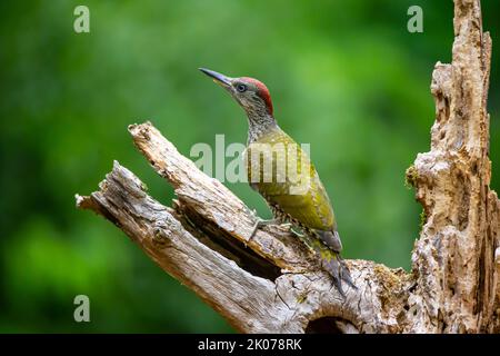 Europäischer Grünspecht (Picus viridis) männlich, junger Vogel, gerade flügge, Deutschland Stockfoto