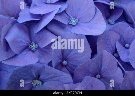 Blaue großblättrige Hortensien (Hydrangea macrophylla), Blütendetail Stockfoto