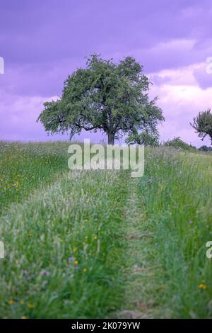 Einzelner Baum auf einer Wiese in purpurem Sonnenuntergang nach Regen, Gechingen, Deutschland Stockfoto