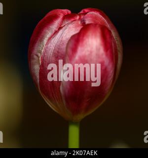 Eine einzelne rote Tulpe mit geschlossener Blüte vor dunklem Hintergrund Stockfoto