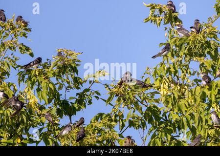 Purple Martin (progne subis) und Baumschwalbe (Tachycineta bicolor) sitzen während der Wanderung nach Süden in einer Herde auf einem Baum zusammen. Stockfoto