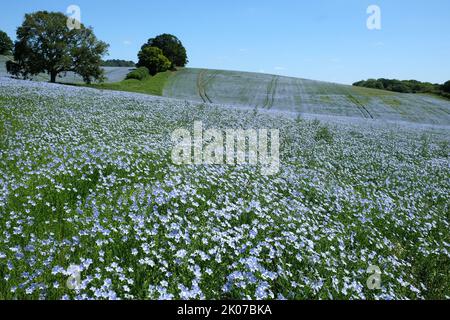 Blauer Flachs blüht auf dem Feld, Surrey, UK. Stockfoto