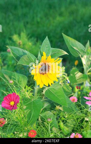 Sonnenblume (Cosmos bipinnatus) (Helianthus annuus) und Zierkorb, Nordrhein-Westfalen, Deutschland Stockfoto