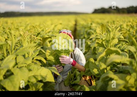 Frau sammelt Tabakblätter auf der Plantage Stockfoto