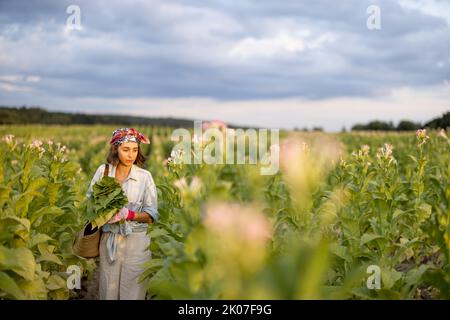 Frau sammelt Tabakblätter auf der Plantage Stockfoto