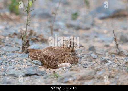 Crested Lark (Gallerida cristata), junger Vogel am Boden, Biosphärenreservat Donaudelta, Rumänien Stockfoto