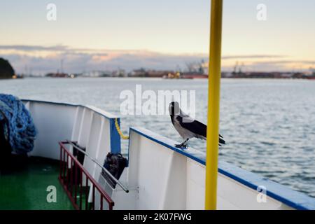 Große Krähe auf einer Fähre von Klaipeda nach Kurische Nehrung. Schöner Vogel am Meer. Stockfoto