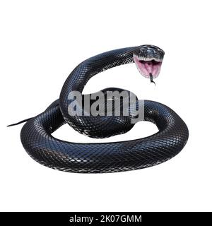 Schwarze Rattenschlange 3D Illustration. Stockfoto