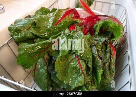 Rote Bete (Beta vulgaris subsp. Vulgaris), Laubwaschen, Wasser, Spüle, Gitter, Gemüse, gesund, vegetarisch, schwäbische Küche, typisch schwäbische Stockfoto