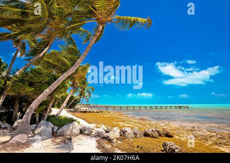 Idyllischer Palmenstrand in Islamorada auf den Florida Keys, Florida Stare of USA Stockfoto